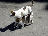 Photo 016